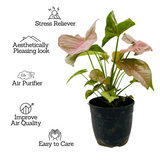 Syngonium Pink (Syngonium Podophyllum) - Live Plant (Home & Graden)