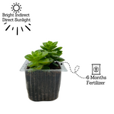 Echeveria Elegans Plant- Live Succulent Plant (Home & Garden)