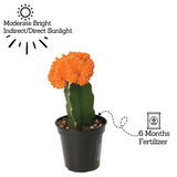 Moon Cactus Orange (Gymnocalycium mihanovichii)- Live Plant (Home & Garden)