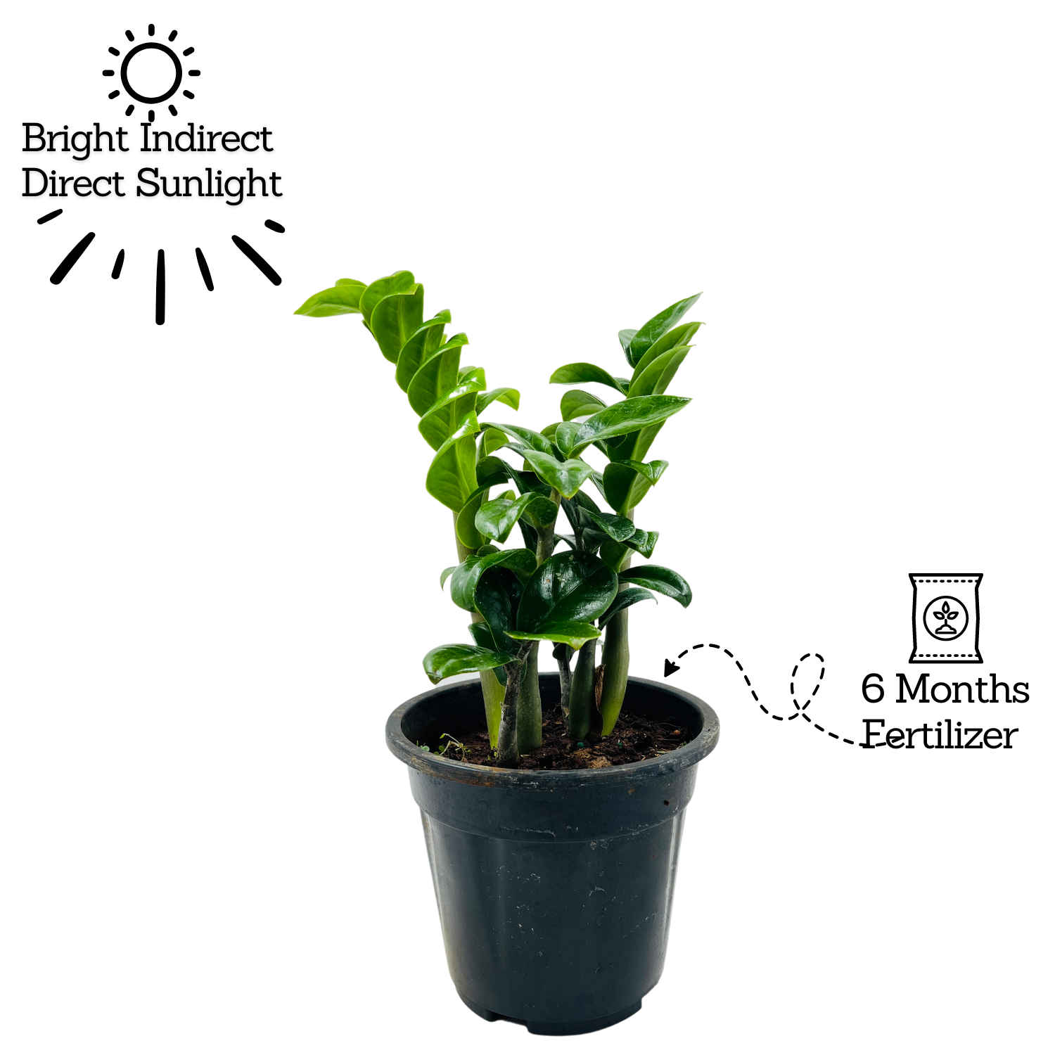 Zamioculcas zamiifolia ‘Zenzi’ Dwarf ZZ Plant- Live Plant in 5inch Pot (Home & Garden)