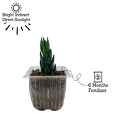 Zebra Haworthia Cone | Haworthia Attenuata - Live Plant (Home & Garden)