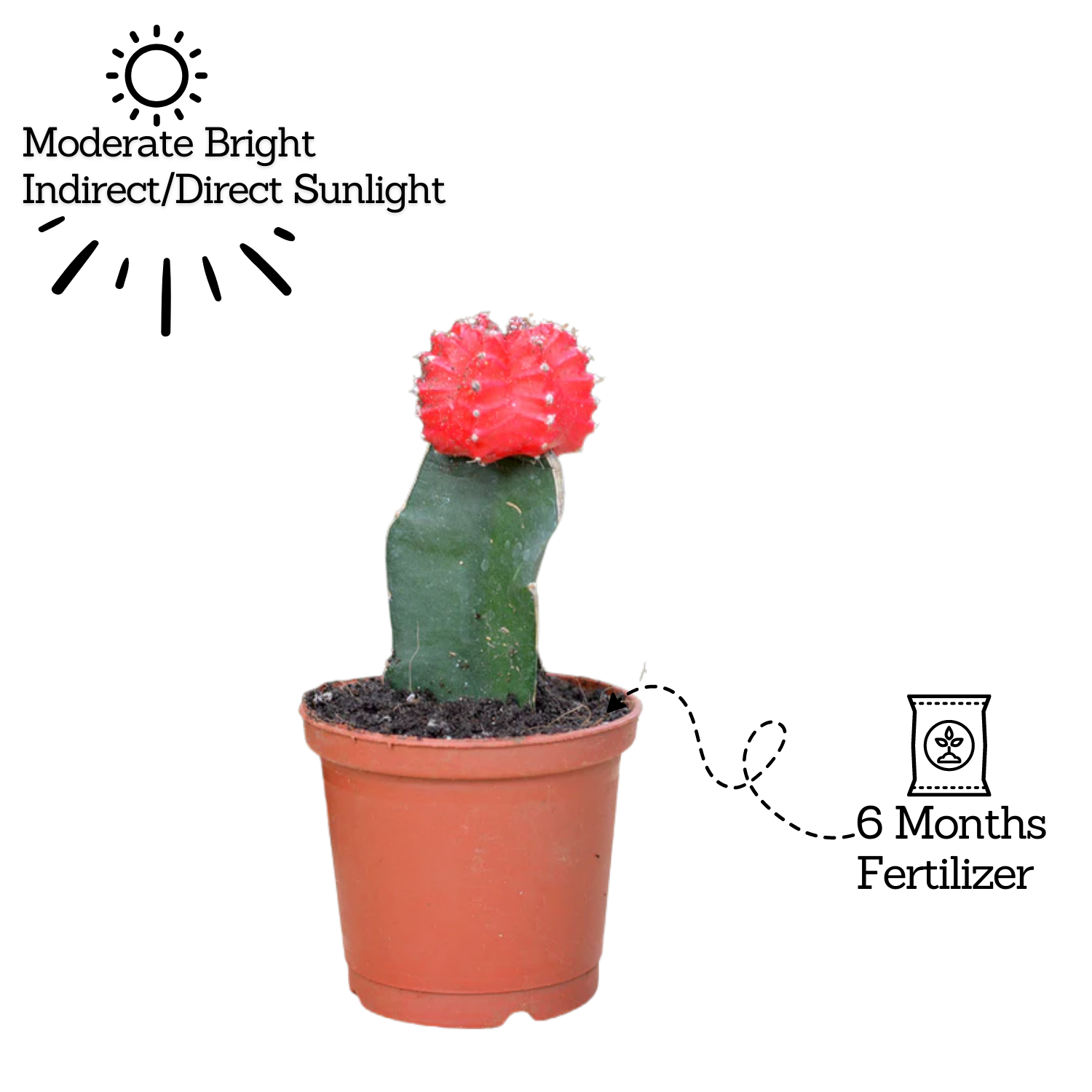 Moon Cactus Red (Gymnocalycium mihanovichii)- Live Plant (Home & Garden)