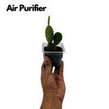 Bunny Ear Cactus (Opuntia microdasys)- Live Plant (Home & Garden)