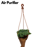 Fittonia Green Plant Hanging With Pot