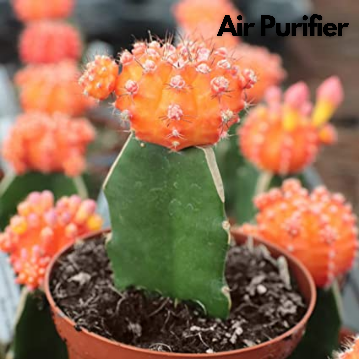Moon Cactus Orange (Gymnocalycium mihanovichii)- Live Plant (Home & Garden)