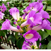 Garlic Vine - ( Mansoa alliacea )Flowering/Ornamental/Medicinal/ Creeper Live Plant (Home & Garden)