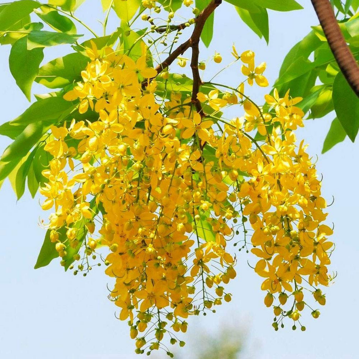 Kanikonna / Golden Shower (Cassia fistula) Flowering/Ornamental Live Plant (Home & Garden)