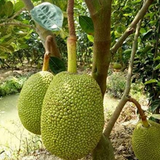 Vietnam Super Early Jackfruit ( Artocarpus heterophyllus ) Fruit Live Plant (Home & Garden)