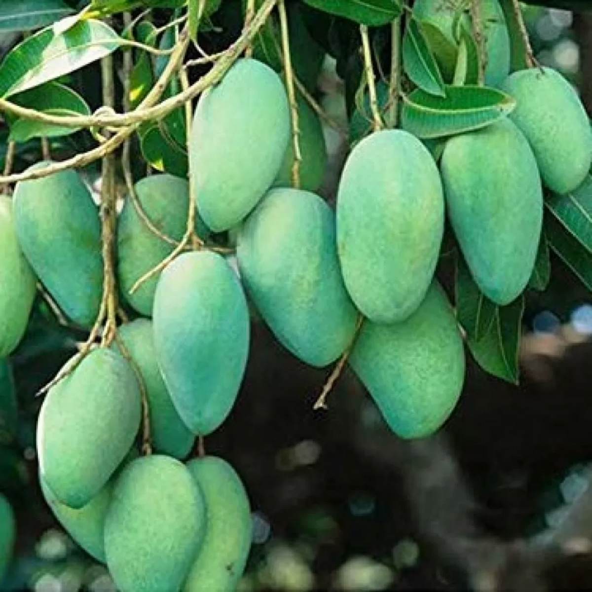 Thailand All Season Mango ( Mangifera indica ) Grafted Fruit Live Plant (Home & Garden)