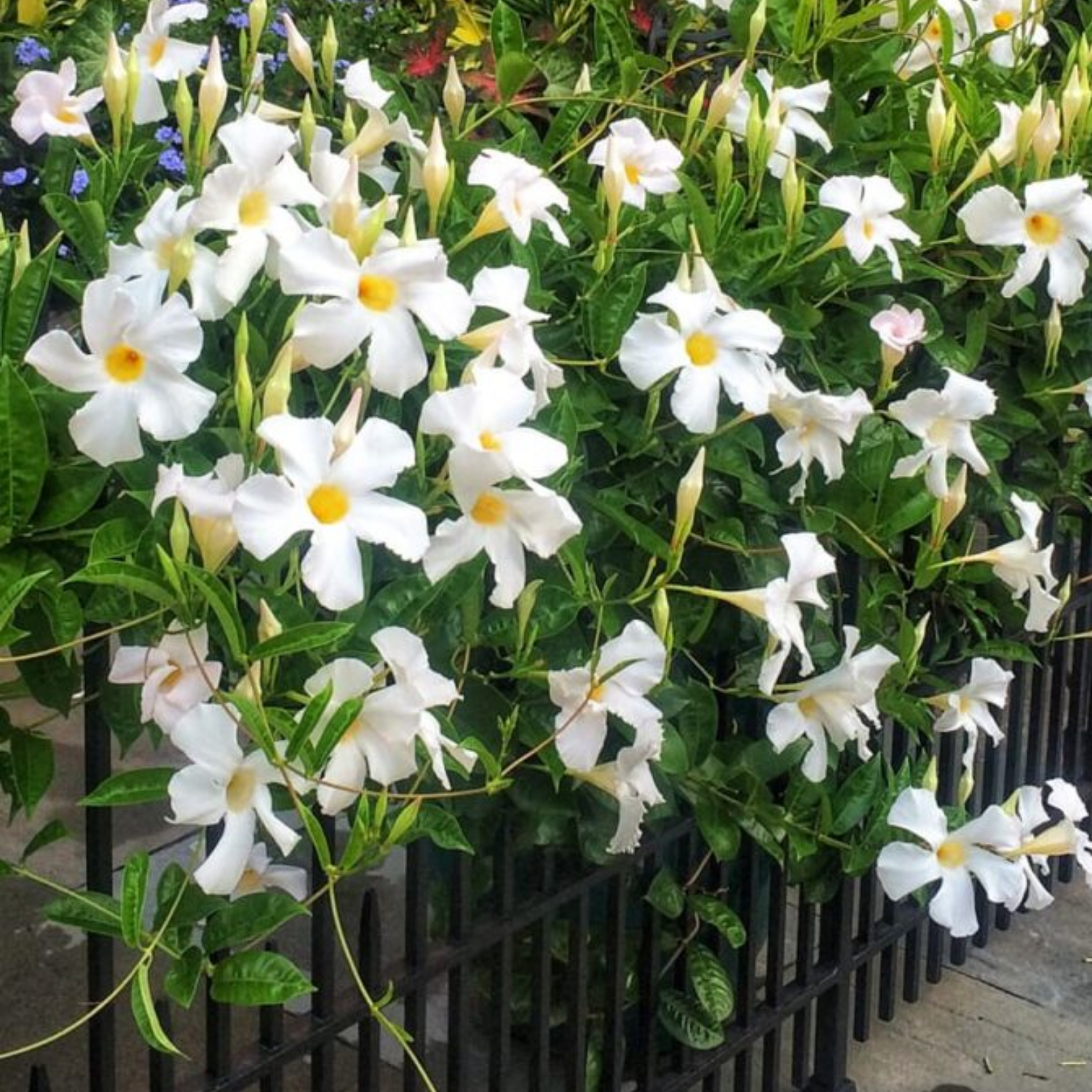 White mandevilla online