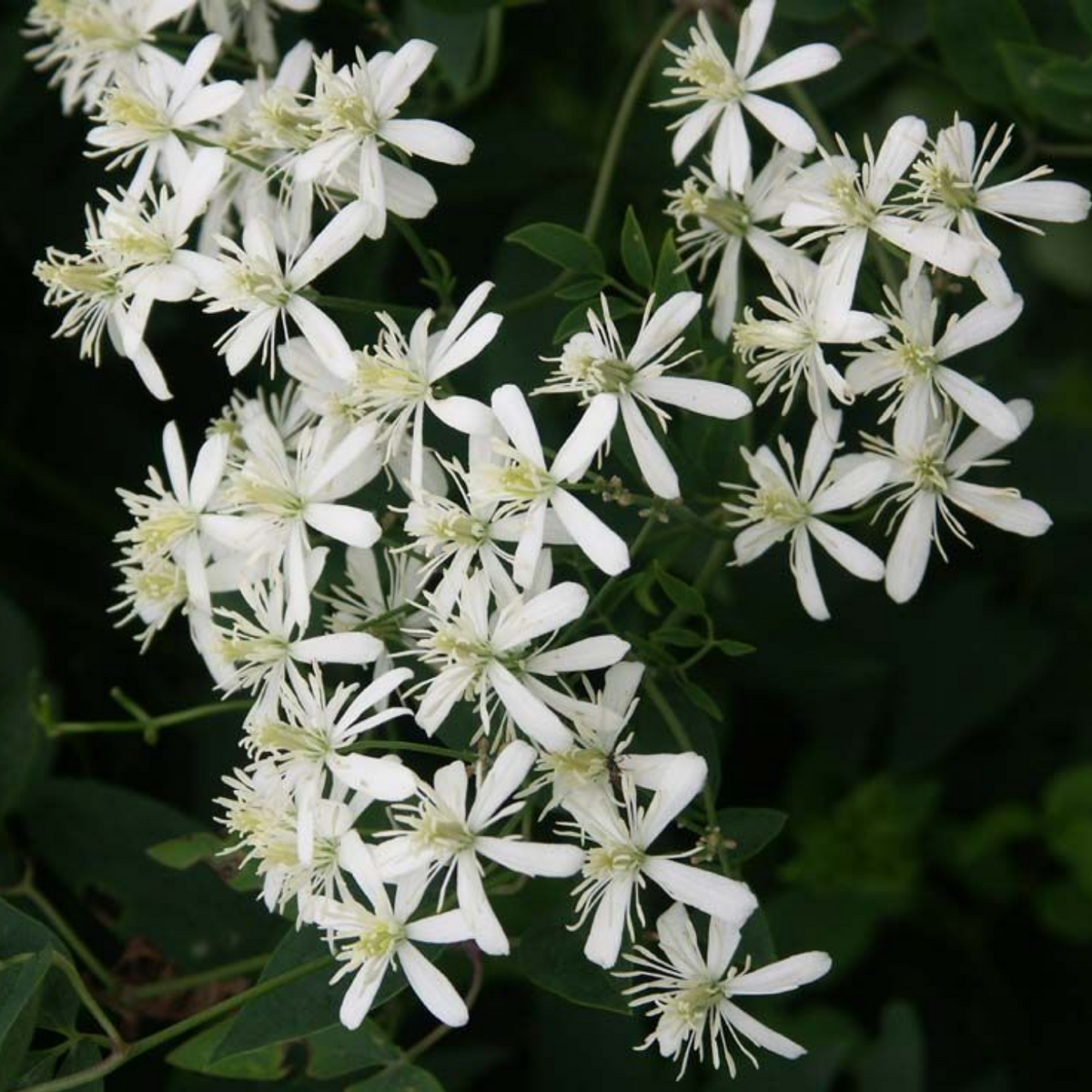 Bridal Bouquet ( Stephanotis floribunda ) Flowering/Ornamental Live Plant (Home & Garden)