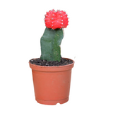 Moon Cactus Red (Gymnocalycium mihanovichii)- Live Plant (Home & Garden)