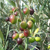 Olive Plant (Olea europaea) Fruit Live Plant (Home & Garden)