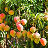 Alphonso Mango (Grafted) (Mangifera indica) Fruit Live Plant (Home & Garden)