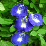 Aparajita / Shankupushpam / Butterfly pea (Clitoria ternatea) Flowering/Ornamental/Medicinal/ Live Plant (Home & Garden)
