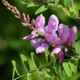 Neelamari | The Indigo Plant (Indigofera Tinctoria) Flowering/Ornamental/Medicinal Live Plant (Home & Garden)