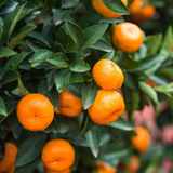 Bush Orange/Chinese Orange (Citrus sinensis) Fruit Live Plant (Home & Garden)