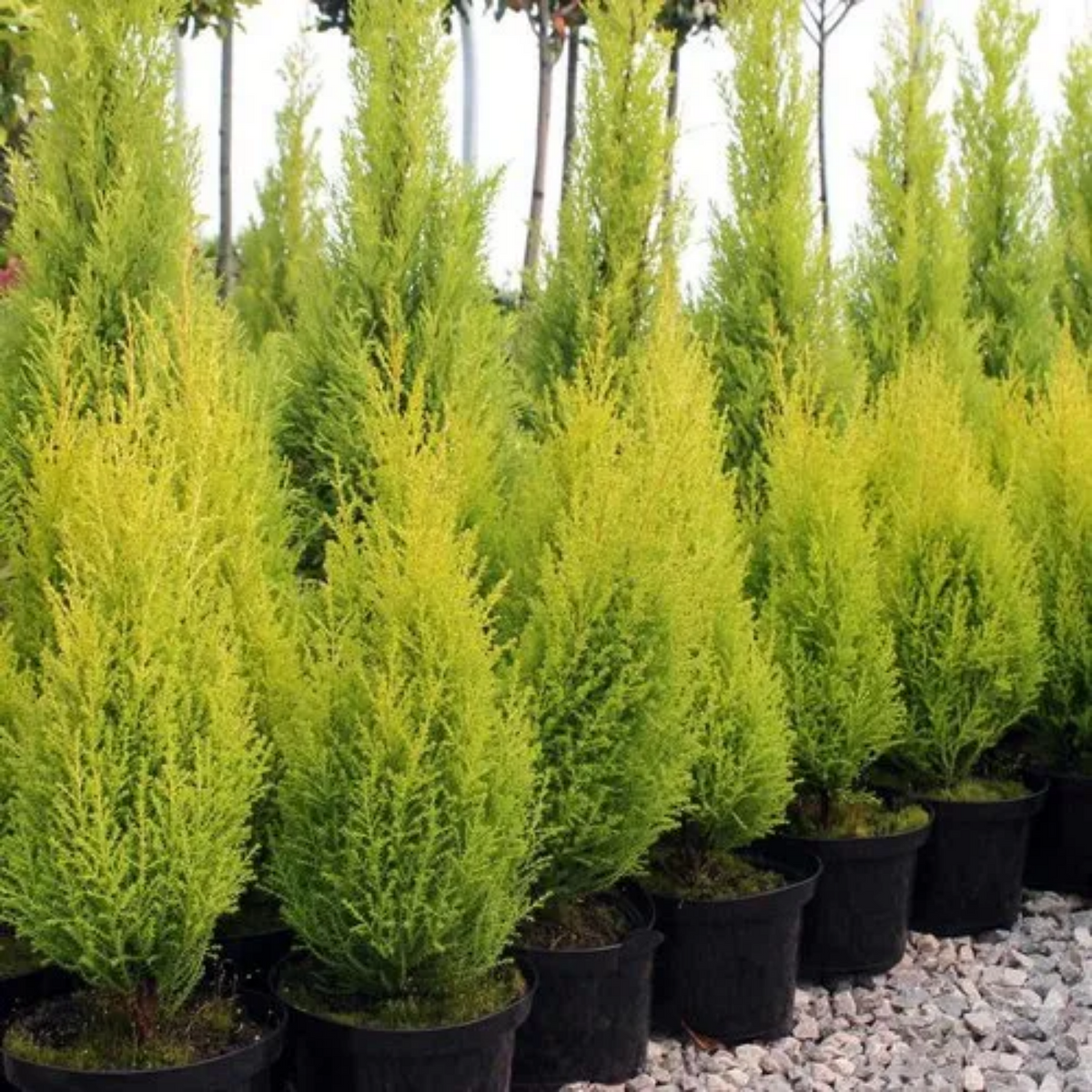 Golden Cypress (Cupressus Golden) Ornamental Live Plant (Home & Garden)