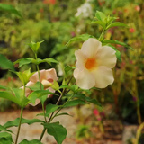 Allamanda Biscuit / Common Trumpet Vine (Allamanda cathartica) Flowering/Ornamental Live Plant (Home & Garden)