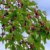 Mulberry (Morus alba) Fruit/Ornamental Live Plant (Home & Garden)