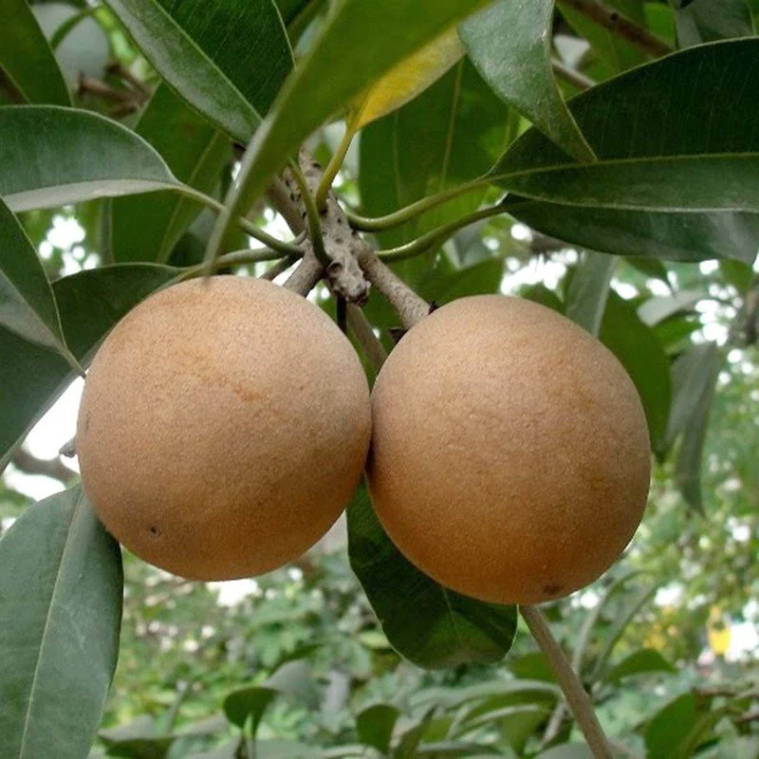 Kalapatti Sapota Chikoo Sapodilla Grafted Fruit Live Plant