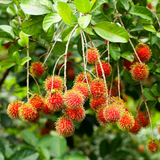 Rambutan (Grafted) (Nephelium lappaceum) Fruit Live Plant (Home & Garden)