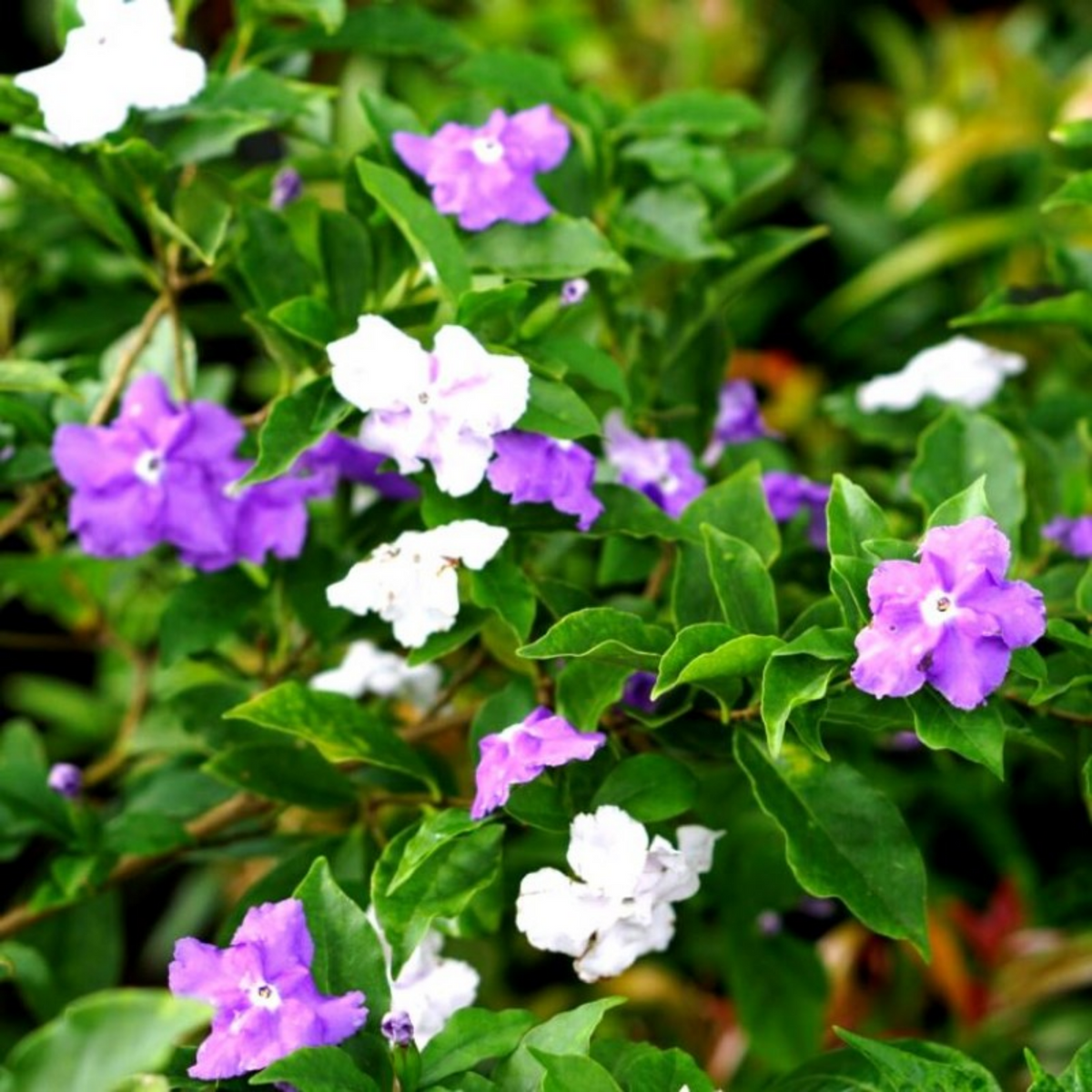 Yesterday Today and Tomorrow Plant / Sunday Monday (Brunfelsia pauciflora) Flowering/Ornamental Live Plant (Home & Garden)