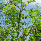 Moringa / Muringa / Drumstick Tree (Layered) (Moringa oleifera) Fruit/Ornamental/Medicinal/ Live Plant (Home & Garden)