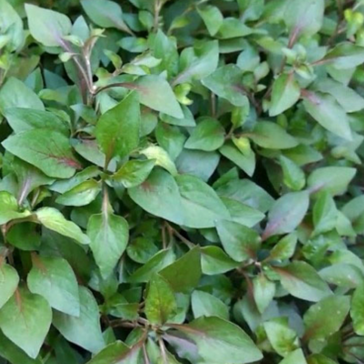 Ponnanganni Cheera / Dwarf Copperleaf spinach (Alternanthera sessilis) Medicinal Live Plant (Home & Garden)