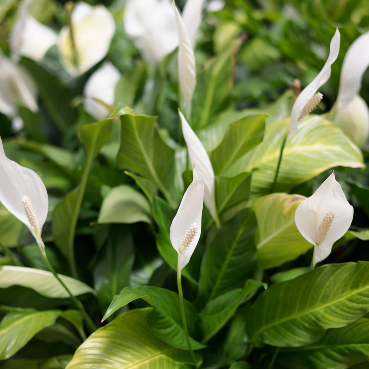 Peace Lily (Spathiphyllum) Flowering/Ornamental Live Plant (Home & Garden)