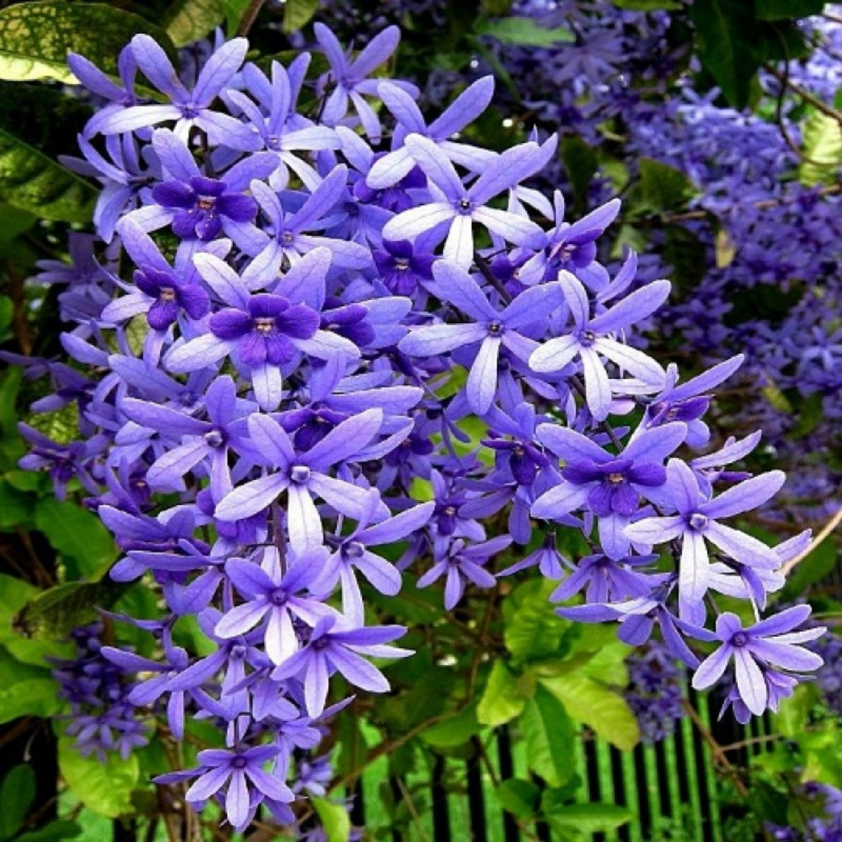 Sand paper Vine / Purple Wreath (Petrea Volubilis) Wine Creeper Flowering/Ornamental Live Plant (Home & Garden)