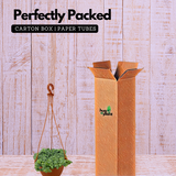 Fittonia Green Plant Hanging With Pot