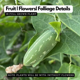 Koval Stem / Ivy Gourd (Coccinia grandis) Fruit/Ornamental Live Plant (Home & Garden)