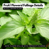 Vicks Tulsi Plant ( Ocimum tenuiflorum ) Ornamental/Medicinal Live Plant (Home & Garden)