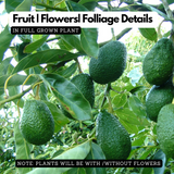 Avocado ( Pinkerton ) grafted / Butter Fruit ( Persea americana ) Fruit Live Plant (Home & Garden)