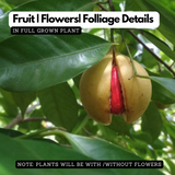 Nutmeg / Jaathi (Bud) ( Myristica fragrans ) Fruit/Medicinal  Live Plant (Home & Garden)