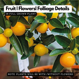 Bush Orange/Chinese Orange (Citrus sinensis) Fruit Live Plant (Home & Garden)