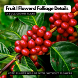 Coffee Plant (Coffea) Fruit/Flowering/Ornamental/Medicinal/ Live Plant (Home & Garden)