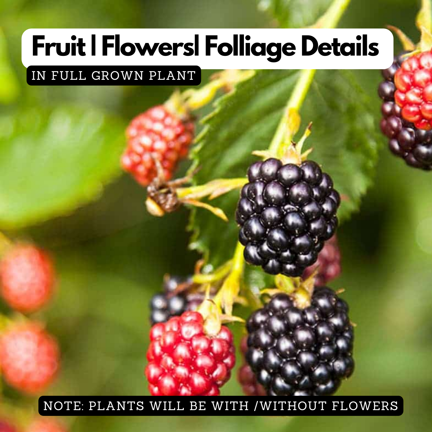 Blackberry (Rubus) Fruit Live Plant (Home & Garden)