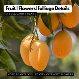 Alphonso Mango (Grafted) (Mangifera indica) Fruit Live Plant (Home & Garden)