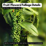 Bush Pepper / Kutti Kurumulaku (Piper nigrum) Fruit/Ornamental/Medicinal/ Live Plant (Home & Garden)