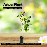 Aparajita / Shankupushpam / Butterfly pea (Clitoria ternatea) Flowering/Ornamental/Medicinal/ Live Plant (Home & Garden)