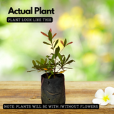 Miracle Fruit (Synsepalum dulcificum) Fruit Live Plant (Home & Garden)
