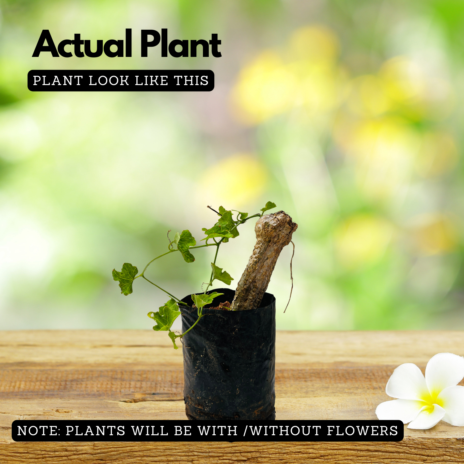 Koval Stem / Ivy Gourd (Coccinia grandis) Fruit/Ornamental Live Plant (Home & Garden)