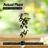 Garlic Vine -  ( Mansoa alliacea )Flowering/Ornamental/Medicinal/ Creeper Live Plant (Home & Garden)