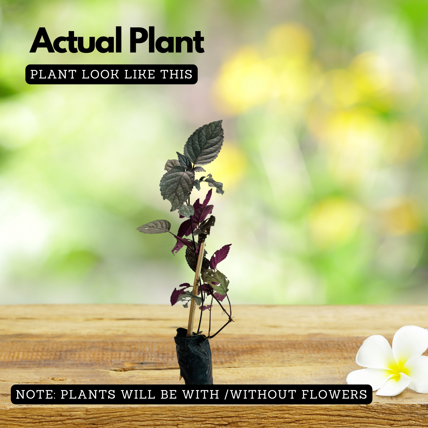 Murikootti | Muriyan Pacha | Red-Flame Ivy (Hemigraphis colorata) Ornamental/Medicinal Live Plant (Home & Garden)