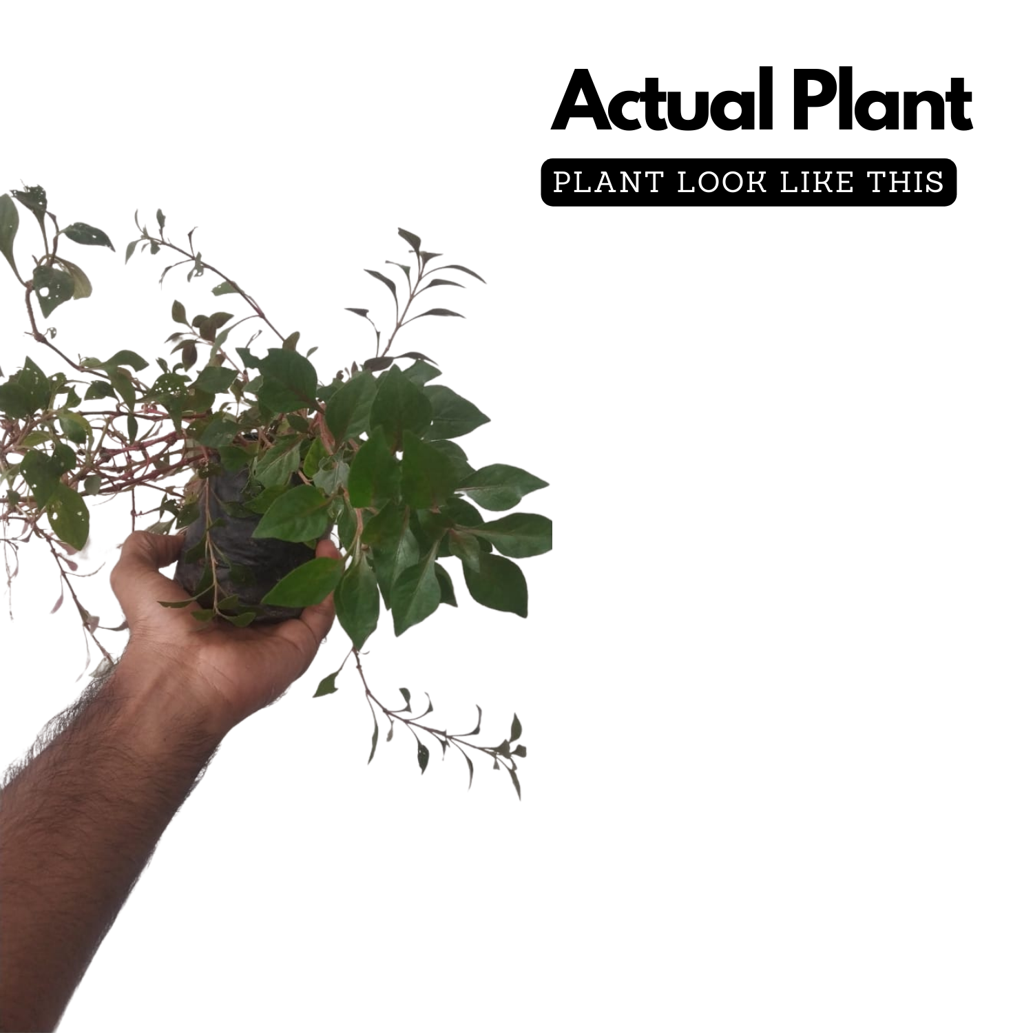 Ponnanganni Cheera / Dwarf Copperleaf spinach (Alternanthera sessilis) Medicinal Live Plant (Home & Garden)