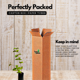 Allamanda Biscuit / Common Trumpet Vine (Allamanda cathartica) Flowering/Ornamental Live Plant (Home & Garden)