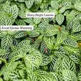 Fittonia Green Plant Hanging With Pot