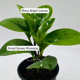 Peperomia Green / Baby Rubber  (Peperomia obtusifolia) - Live Plant For Indoor (Home & Garden)